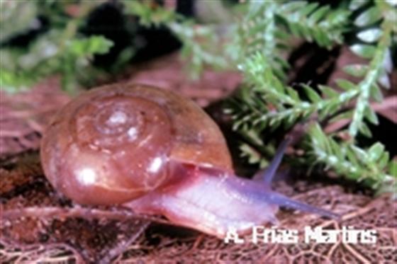 Oxychilus ornatus Riedel, 1964